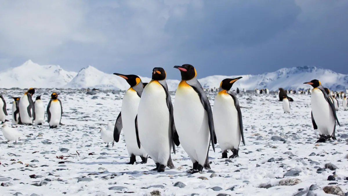 While humans argue in Dubai, Antarctica becomes more vulnerable to loss of biodiversity...