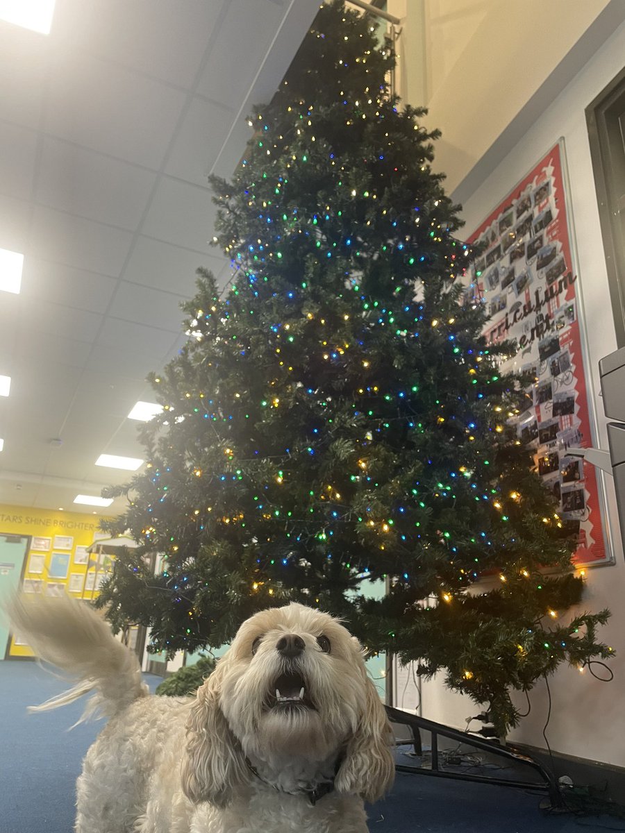 Siobhan Meredith tweet media