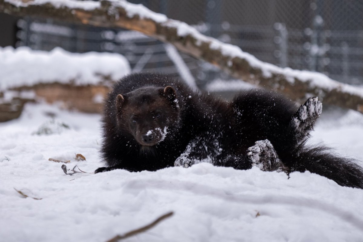 2023.11.29 #rosomak #rosomaktundrowy #wolverine 
.
.
.
.
.
#zoo #zookeeper #zoophotography #igerspoland #igers_katowice #ig_animals #animalphotography #zooanimalsofinstagram #slaskiezoo #xt3 #fujinon55200mm #fujifilm #fujilove