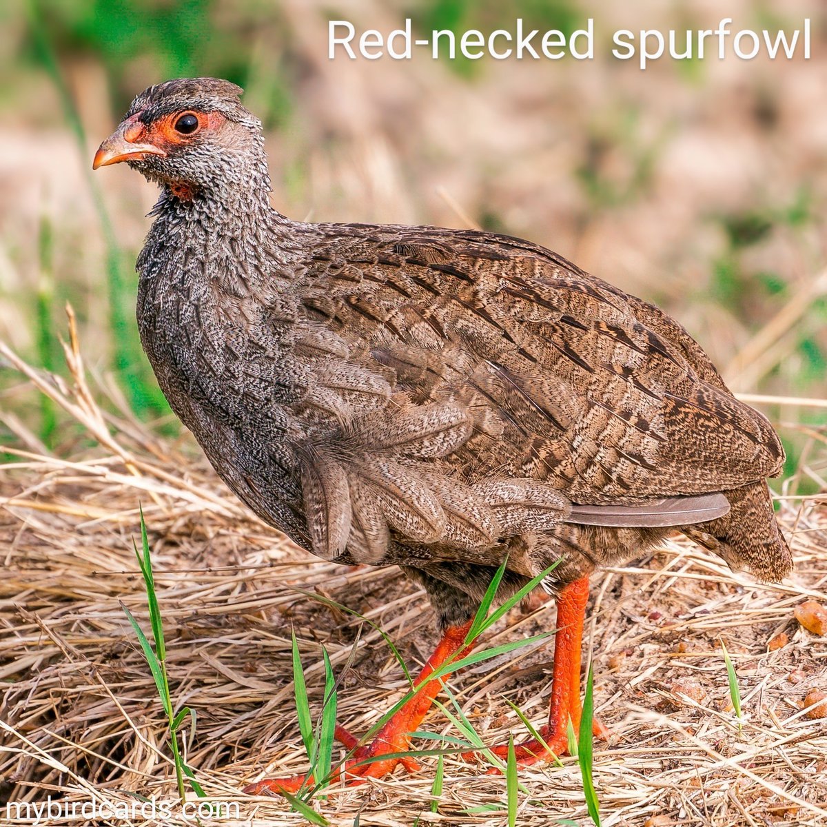 Red-necked spurfowl 🌍 #Africanbirds | #mybirdcards #birdcards #birds🦜