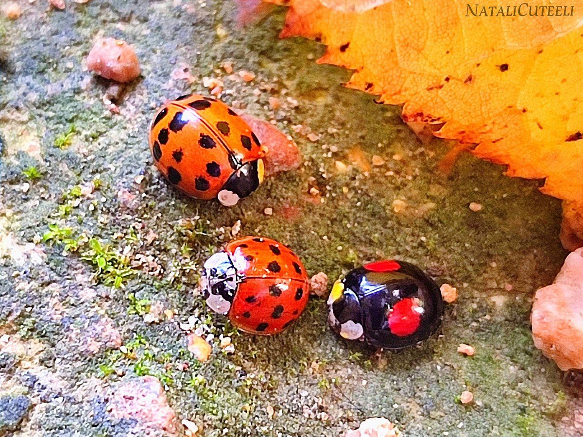 Cuties ladybugs... 🐞🐞🐞
🔸🔸🔸
#cuteeli #art #nature #beautiful #NaturePhotography #positive #InsectThursday #environment #NatureCommunity #ladybird