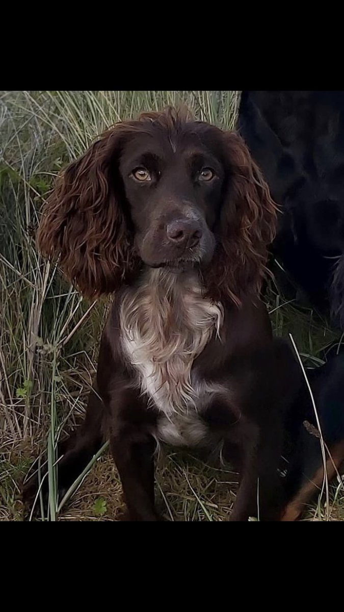 RachaelB100's tweet photo. #SpanielHour
NORA 🙏
Sadly still #Missing Since 2/11/2020
#DruridgeBay Beach (bottom end nearest Country Parks) #Northumberland #NE61
Female #CockerSpaniel
#Chipped #ScanThatChip
https://t.co/64Av6rcwSb
https://t.co/cmgMOeijvI
Found & Kept? Missed & loved 🥲
#TheftByFinding https://t.co/TiZFpur1nM