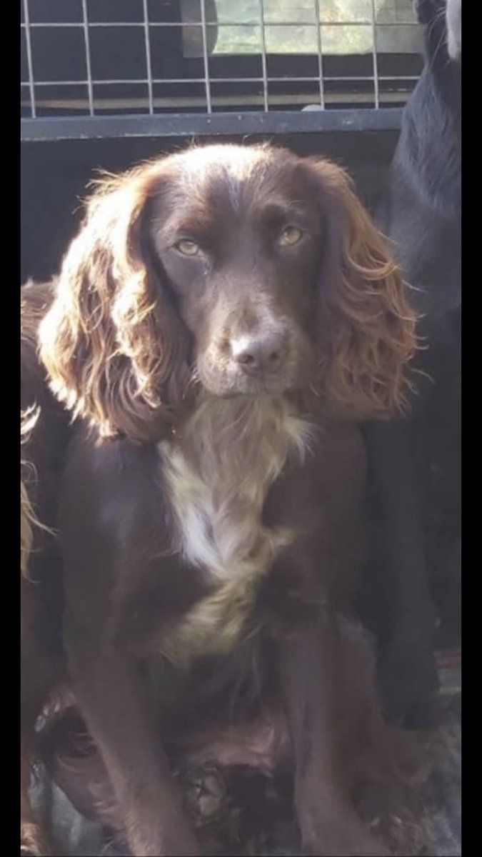 RachaelB100's tweet photo. #SpanielHour
NORA 🙏
Sadly still #Missing Since 2/11/2020
#DruridgeBay Beach (bottom end nearest Country Parks) #Northumberland #NE61
Female #CockerSpaniel
#Chipped #ScanThatChip
https://t.co/64Av6rcwSb
https://t.co/cmgMOeijvI
Found & Kept? Missed & loved 🥲
#TheftByFinding https://t.co/TiZFpur1nM