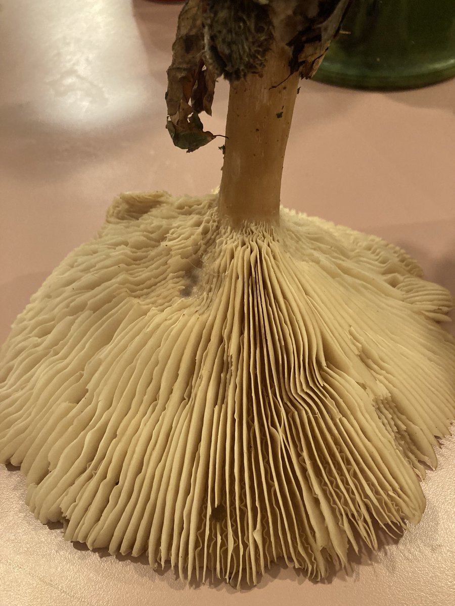 Hey mycologists! An instagram reel told me this mushroom was edible and I found some today! I reckon this is Giant Funnel but obvs want to be sure before eating it. Found growing out of leaf litter in a forest. Please help!