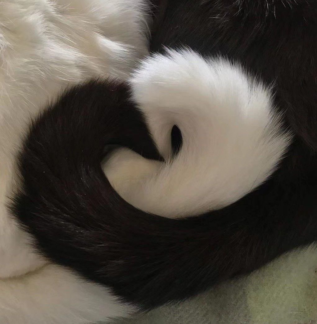 Kitty archives ♡ (@puppierz) on Twitter photo 