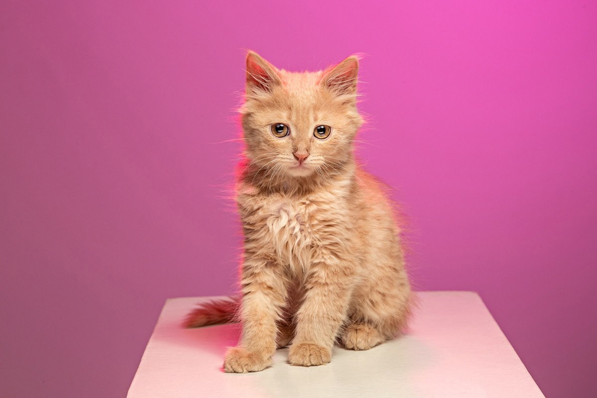 Call_It_Flash's tweet photo. Do you know ❓

🚨Cats Can't Cry: Cats can't cry with tears, but they have other ways of expressing sadness. If your cat has teary eyes it could mean that your cat needs medical attention, and it's not because they are sad. 

#Lets_Learn https://t.co/a5kWcr2leo