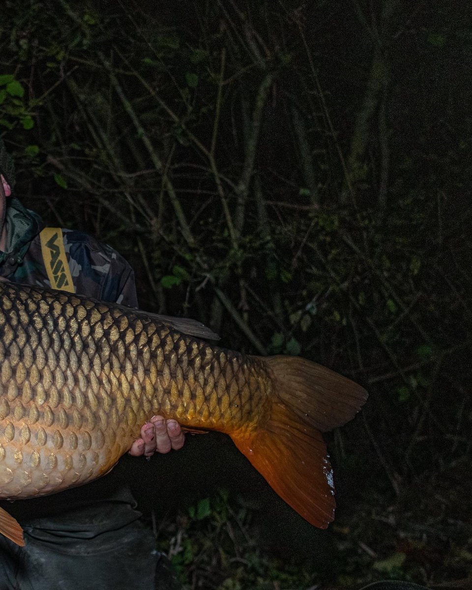 Leon_Bartropp's tweet photo. SWIPE ◀️◀️◀️◀️◀️

Throwing it back to this monster common from last winters trip to the Island Lake in France 🇫🇷

Looking forward to getting back over there soon... 🇫🇷🎣

https://t.co/UXpLG6taMv l #itonlytakesonebite #thatscarpy #carpfishingfrance #islandlake https://t.co/eLPXeqtLWv