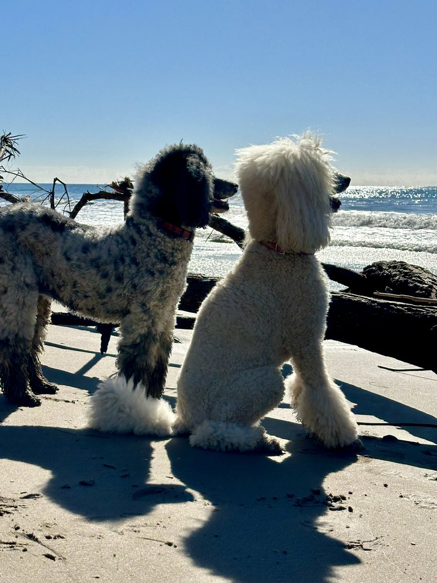 Our Poodles are visionaries. #Poodle #beachlife