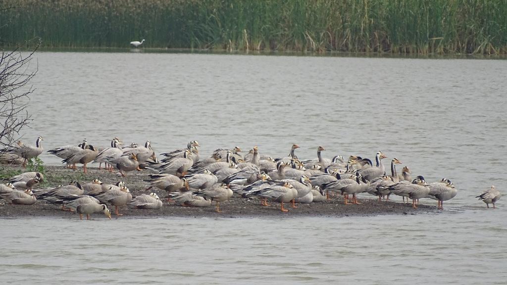 dcfgadag's tweet photo. Glimpses from Magadi Kere... https://t.co/tv8LlGHzg3