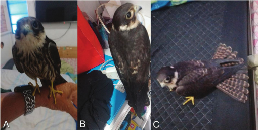 online_BOC's tweet photo. In @online_BOC Pallinger et al. First record of Eurasian Hobby Falco subbuteo in South America #ornithology #OpenAccess #Brazilbirds
1st-calendar-year photographed aboard a boat near São Pedro e São Paulo archipelago, Brazil, in Dec 2022
https://t.co/LltEdZtCJ8 https://t.co/GEtBd99srC