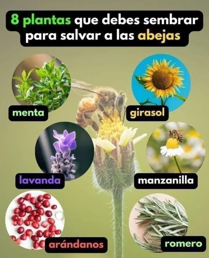 Concientizacion 🐝 💚  - info <a href="/UnPocoMas/">Un Poco Más</a>