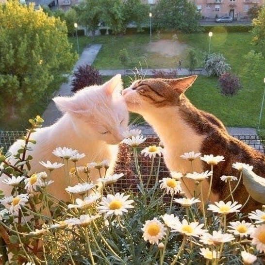 Why you should have a cat (@shouldhavecat) on Twitter photo 