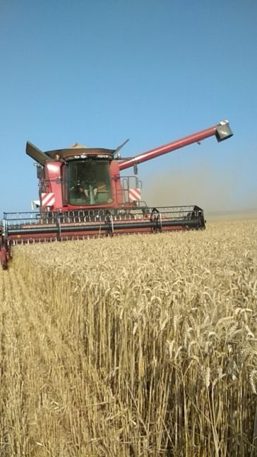 OlivierCOSTE2's tweet photo. @Soufflet_Agri @MDLZ @BONNIN1402 @InVivoGroup Dans l’#Yonne aussi et je connais des #Agricultures qui sont engagés depuis le début,dans #SemonsDuSens 🌱.
Rendez-vous 📆 dans quelques mois et pendant la #Moisson2024🌾nous serons entrain de moissonner le #blé #MMS2024,pour #LuHarmony. https://t.co/zFLSAMFDcs