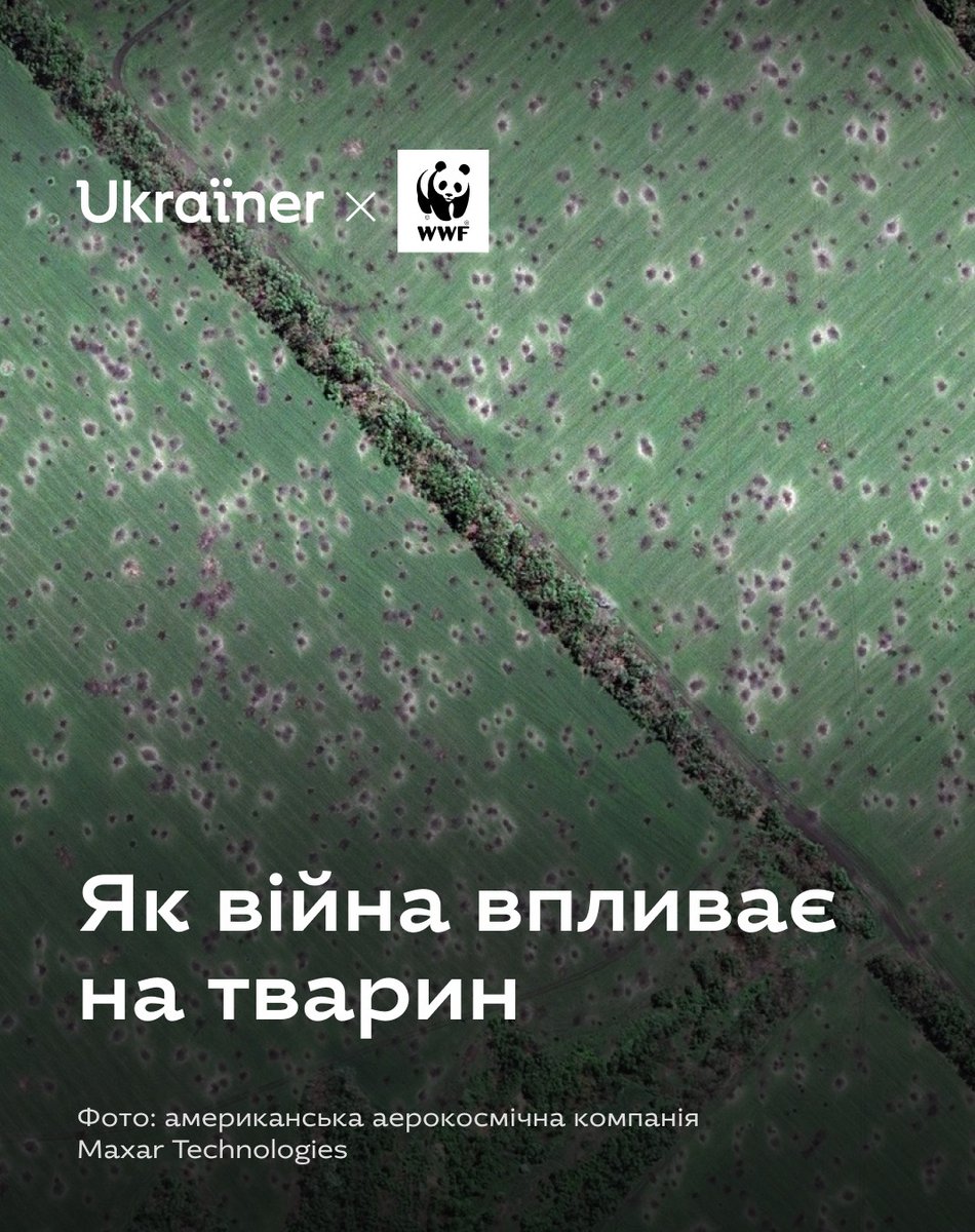 Природним системам потрібен час для #відновлення. Зокрема, це стосується чисельності #популяції, якщо вона знизиться або зникне з території #України. І тут постає питання: а коли рідкісні види зможуть відновитися і чи зможуть взагалі? 🌏 

Читати більше 👉 bit.ly/3SZCxkI