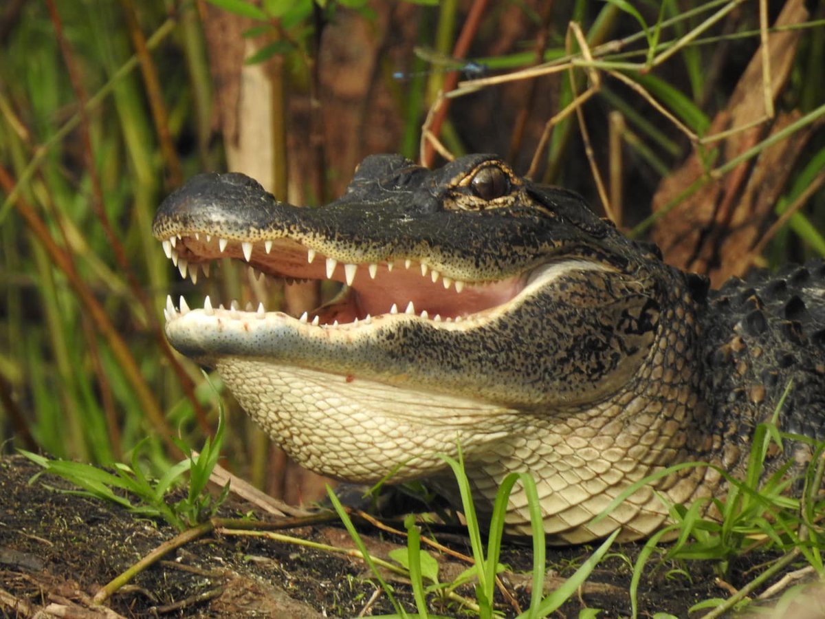 GatorsDaily's tweet photo. I LOVE GATORS https://t.co/yroKiqQaZD