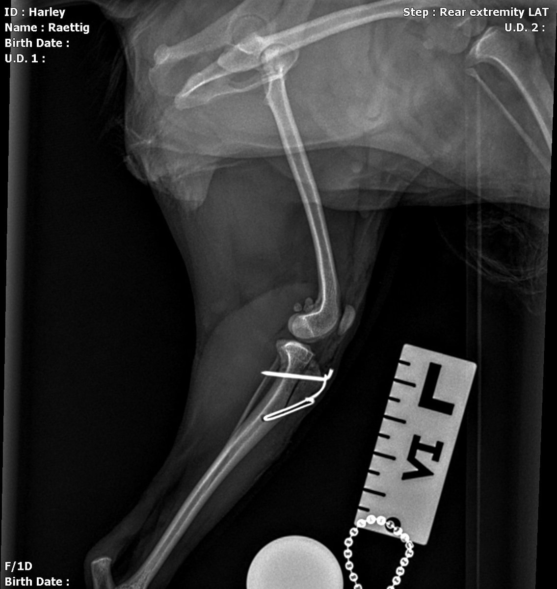 Periodic reminder that I’m not here any more. I’m mostly on Insta and somewhat on Mastodon. Currently I’m mostly posting about my dog’s knee surgery.