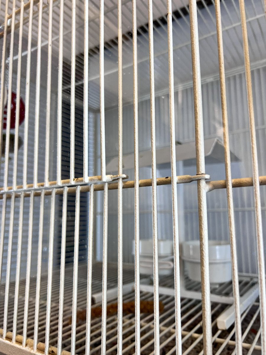 birdhism's tweet photo. I would visit @petco more, but they need to teach some of their workers to better care for the birds. Just picked up some finch food and the budgies &amp; quaker had no perches 😭. I would be happy to work on a program that would encourage better care for the birds in their care. 🙏 https://t.co/XYUnVX06dZ