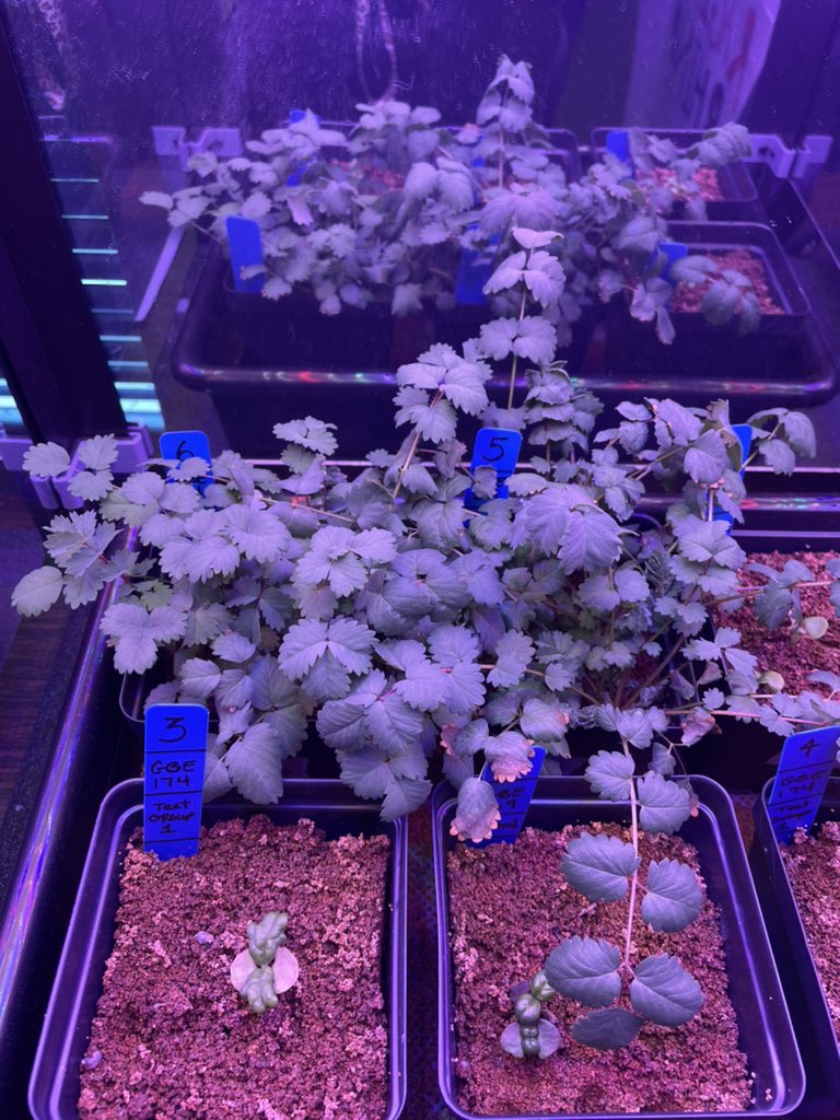 Ms Ro-Do tweet media