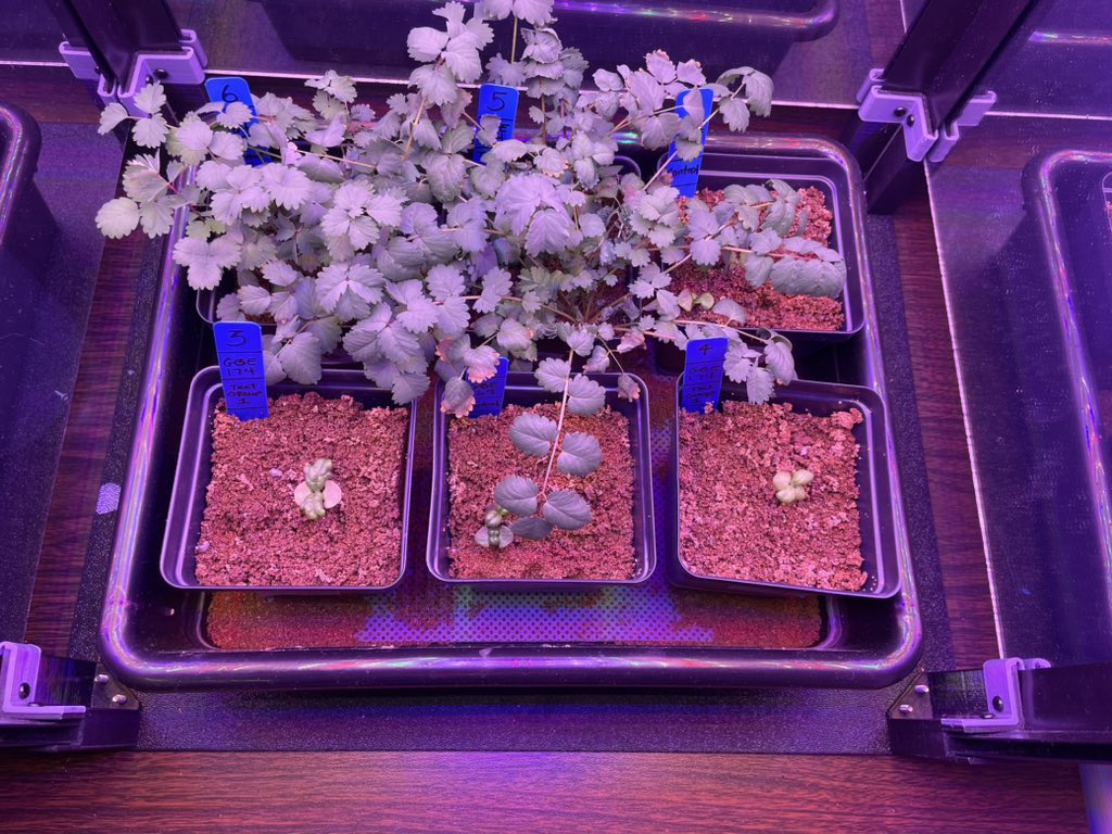 Ms Ro-Do tweet media