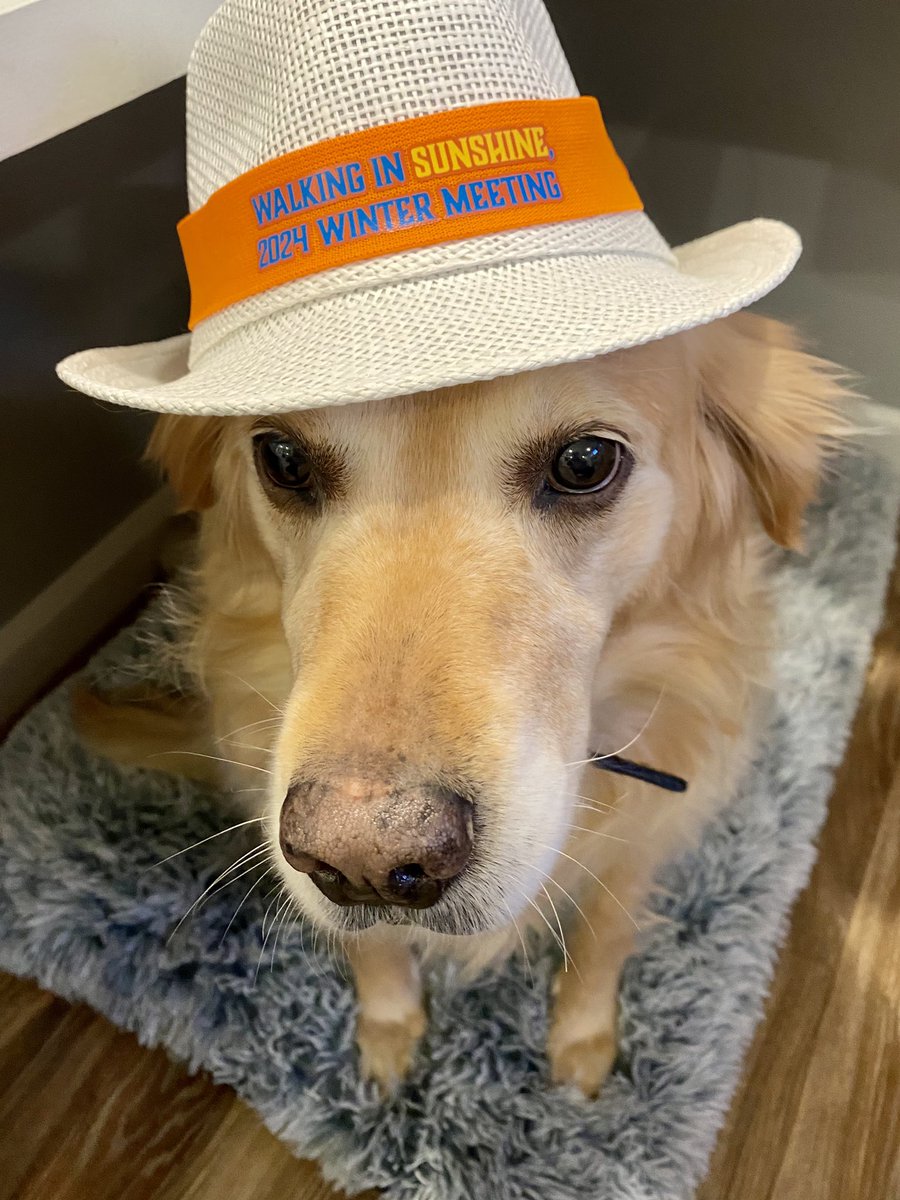lynneoingram's tweet photo. Twyla is ready for the @fdcclaw 2024 Winter Meeting in St. Petersburg! Be sure to buy this lovely lady a cocktail when you see her at The Vinoy!🍹☀️🌊 https://t.co/IFyoRhooeW