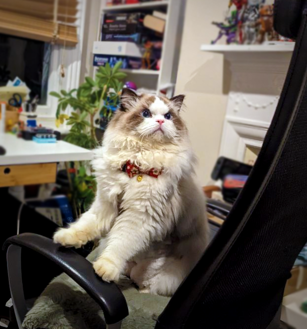 SamuriFerret's tweet photo. We adopted a cat recently and I can't get over his angry little face. He looks furious. He looks like a beanie baby possessed by the spirit of a 1920's oil tycoon. https://t.co/3tf5WIHgAy