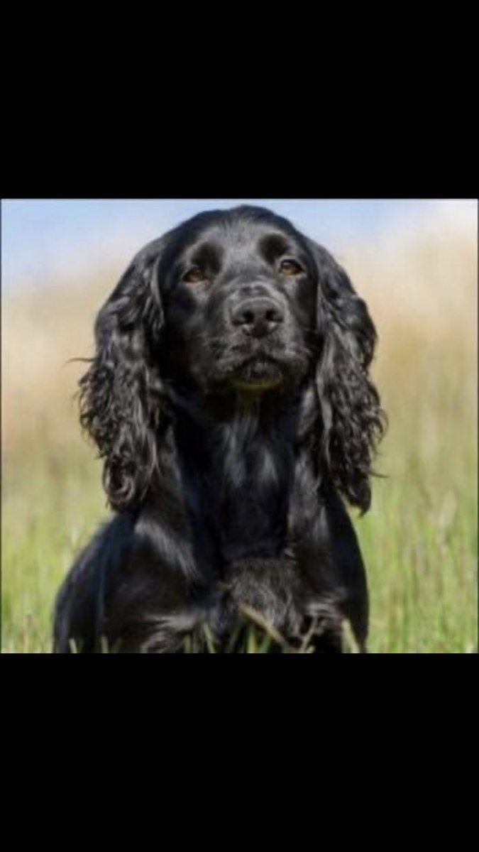 RachaelB100's tweet photo. #SpanielHour
SPELL
Female Black #CockerSpaniel Black (Age: Adult)
#Stolen #Bartley #Southampton #Hampshire #SO40
Since 5th November 2017
#PetTheft
#Chipped #ScanThatChip
https://t.co/TMCHXND0Ey https://t.co/yMa7q6Fvdd