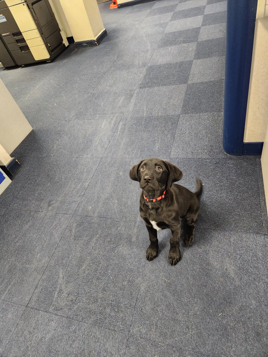 We have had the pleasure of meeting the latest addition to .@BTPDogs this evening. It was great to meet the cutie that is TPD DEXTER #DogInTraining #Cute #WellTrained