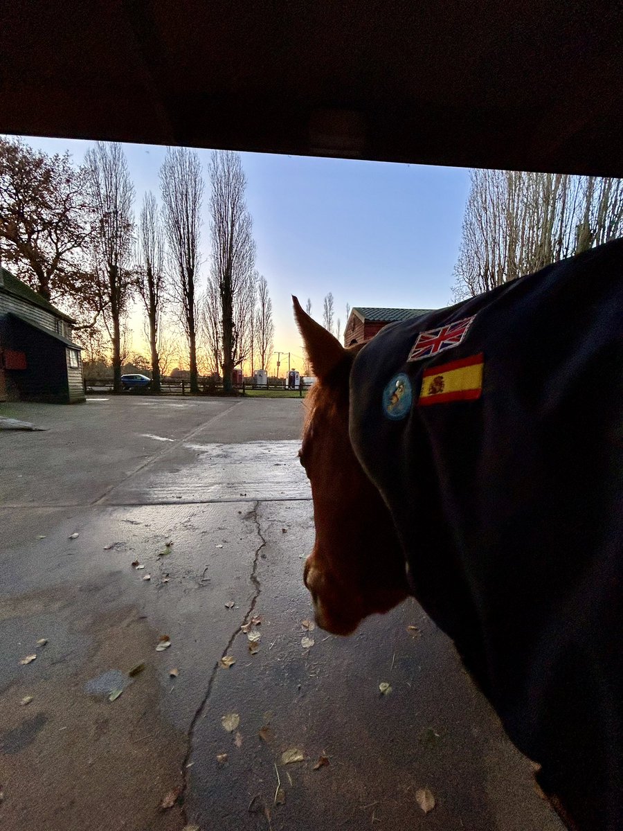 pamelaperl's tweet photo. Popped over to the yard to groom and pop a heavier rug on him given drop in temp. 

I sewed the 🇪🇸badge on to commemorate the two years he spent racing for @fmontesoc @JLMarotoracing in Madrid. 🤝

#Astronaut 
#retrainingofracehorses https://t.co/SQlkZqzLcU