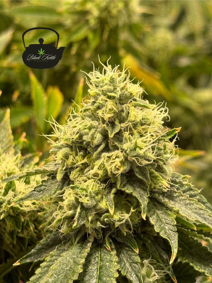 Almost there on another healthy crop!!
<a href="/theurbanremo/">REMO</a> <a href="/RemoNutrients/">Remo Brands Inc</a>