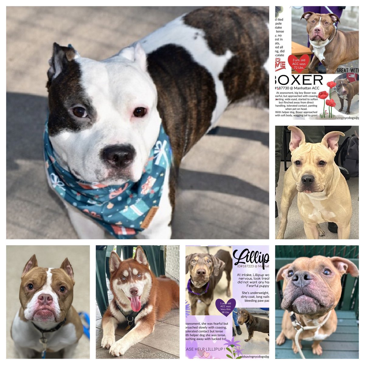 The NYCACC massacre continues. 14 dogs are on Saturday’s TBK list, 7 of those relisted, with 7 new additions. PLUS Shelby, Pechugo, Poppas, Arcade, Halo, Cooper, Jake and Allspice whose lives are very much at risk. TOTAL 21 DOGS. We need your help, please repost and pledge if…