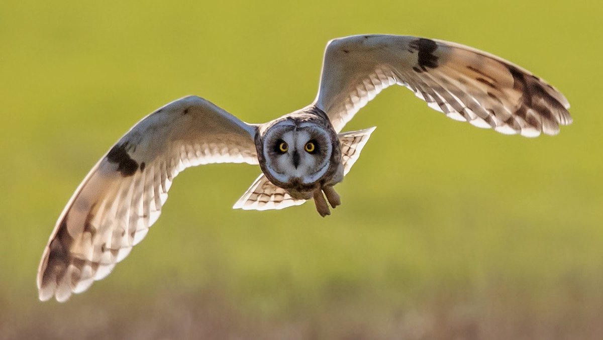 rusky330's tweet photo. Coming at ya! Short Eared Owl, Elmley,  Sheppey @Kent_Online #owls  #TwitterNatureCommunity #rspb #wildlifephotography https://t.co/vwwMKf9ntd