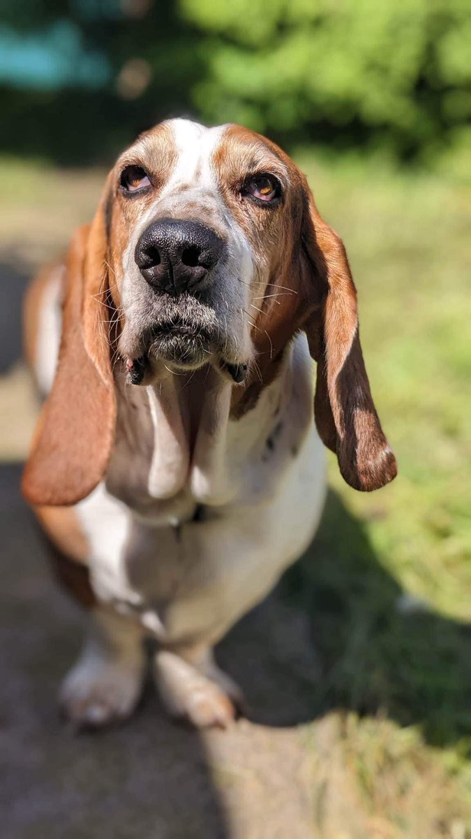 Teeen71's tweet photo. @a_rivera33 Gus the basset hound and Vinnie the lab/springer cross…also known as ASBO 1 and 2. 🐾❤️ https://t.co/xlK5ov9hxA