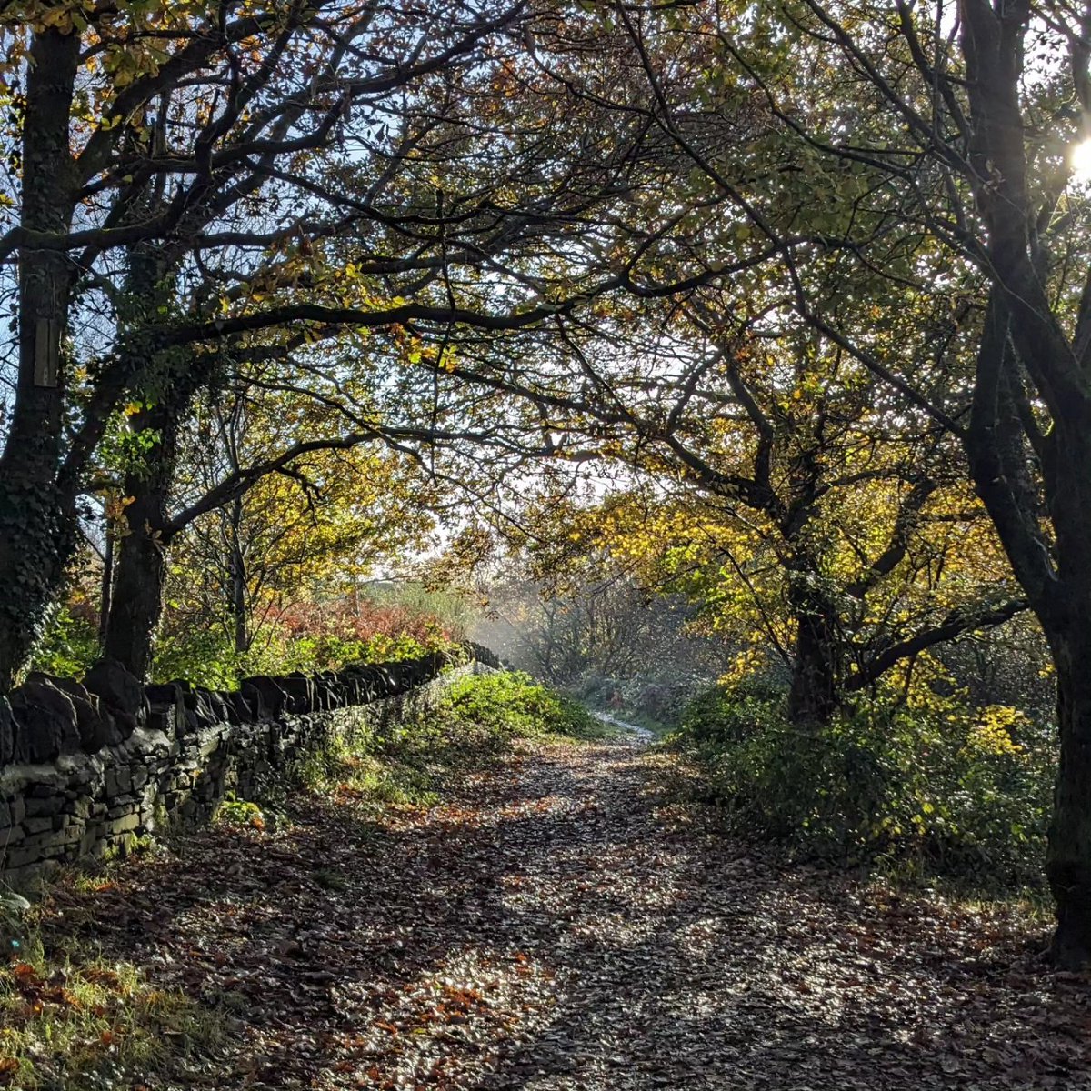 sarah goodey tweet media