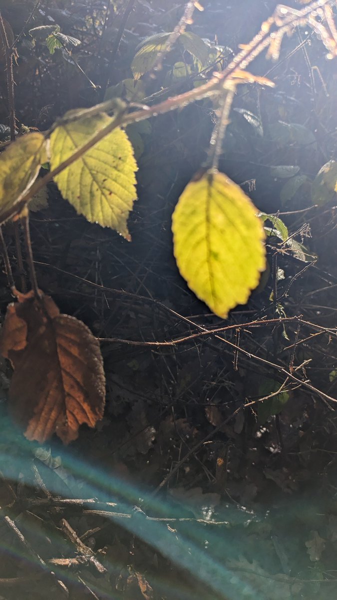 sarah goodey (@shadey_tree) on Twitter photo #nationaltreeweek - oak ash & hazel turn and drop at Cefn Coed Eco Park where I've been working with community members on an #evocreativity project for <a href="/insideoutcymru/">Inside Out Cymru</a> we've been watching and drawing autumn become winter <a href="/Rosearia/">Ari Rosalia</a> <a href="/clare_potter/">clare e. potter</a> <a href="/WahwnC/">WAHWN Cymru</a> <a href="/CCBCarts/">Caerphilly Arts Development</a> <a href="/heretic101/">patrick jones</a> #nationaltreeweek - oak ash & hazel turn and drop at Cefn Coed Eco Park where I've been working with community members on an #evocreativity project for <a href="/insideoutcymru/">Inside Out Cymru</a> we've been watching and drawing autumn become winter <a href="/Rosearia/">Ari Rosalia</a> <a href="/clare_potter/">clare e. potter</a> <a href="/WahwnC/">WAHWN Cymru</a> <a href="/CCBCarts/">Caerphilly Arts Development</a> <a href="/heretic101/">patrick jones</a>