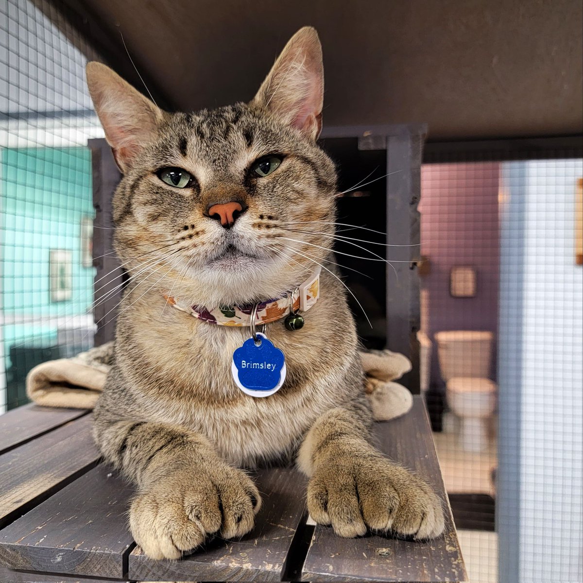 Brimsley and his big ol mitts! #polydactylcat