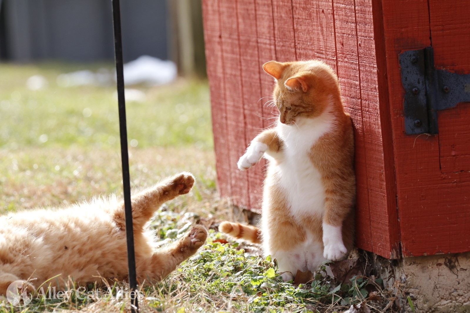 Outdoor Cat Shelter - Friends of Felines