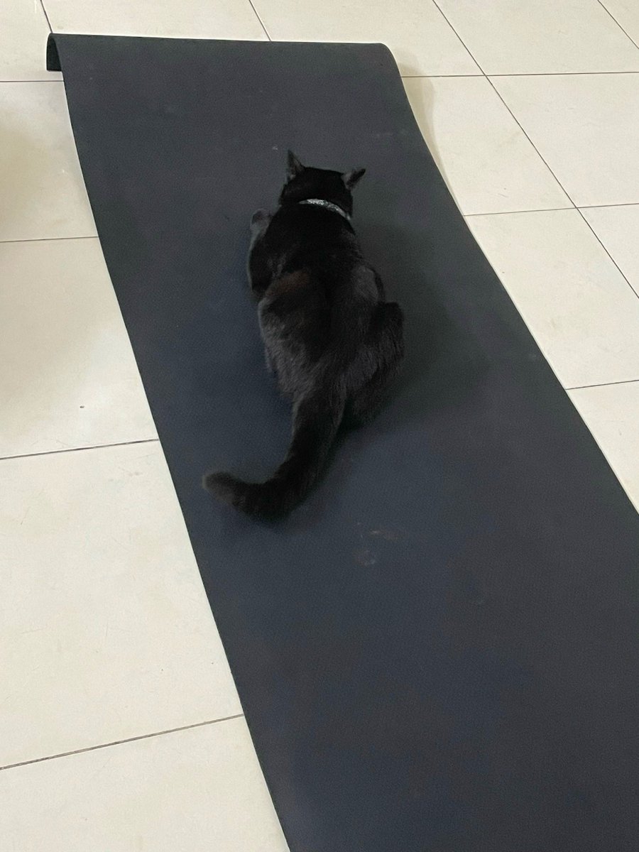 GM everyone!!!
It’s time to exercise 😎😎
#BlackCatsAreGoodLuck #BLACKCAT #CatsOfX #CatsOnTwitter