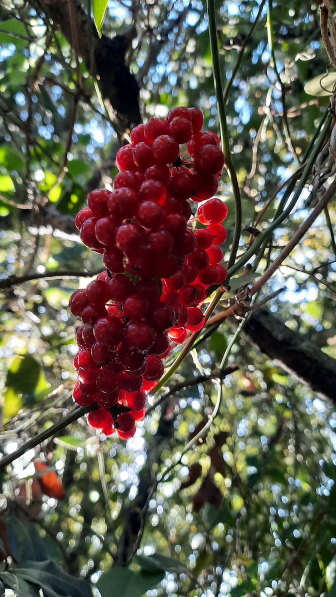 LucanoStupore's tweet photo. #Stupore_Lucano #basilicata #pollino
#flower #flowers #floweroftheday #flowerporn #flowerp #blooms #tagblenderower #flowermagic #petal #petals #nature #beautiful #love #pretty #blossom #sopretty #flowerstyles_gf #amazing #trees #tree #green #beauty #photooftheday #nature_seekers https://t.co/Md1YLPVXbR