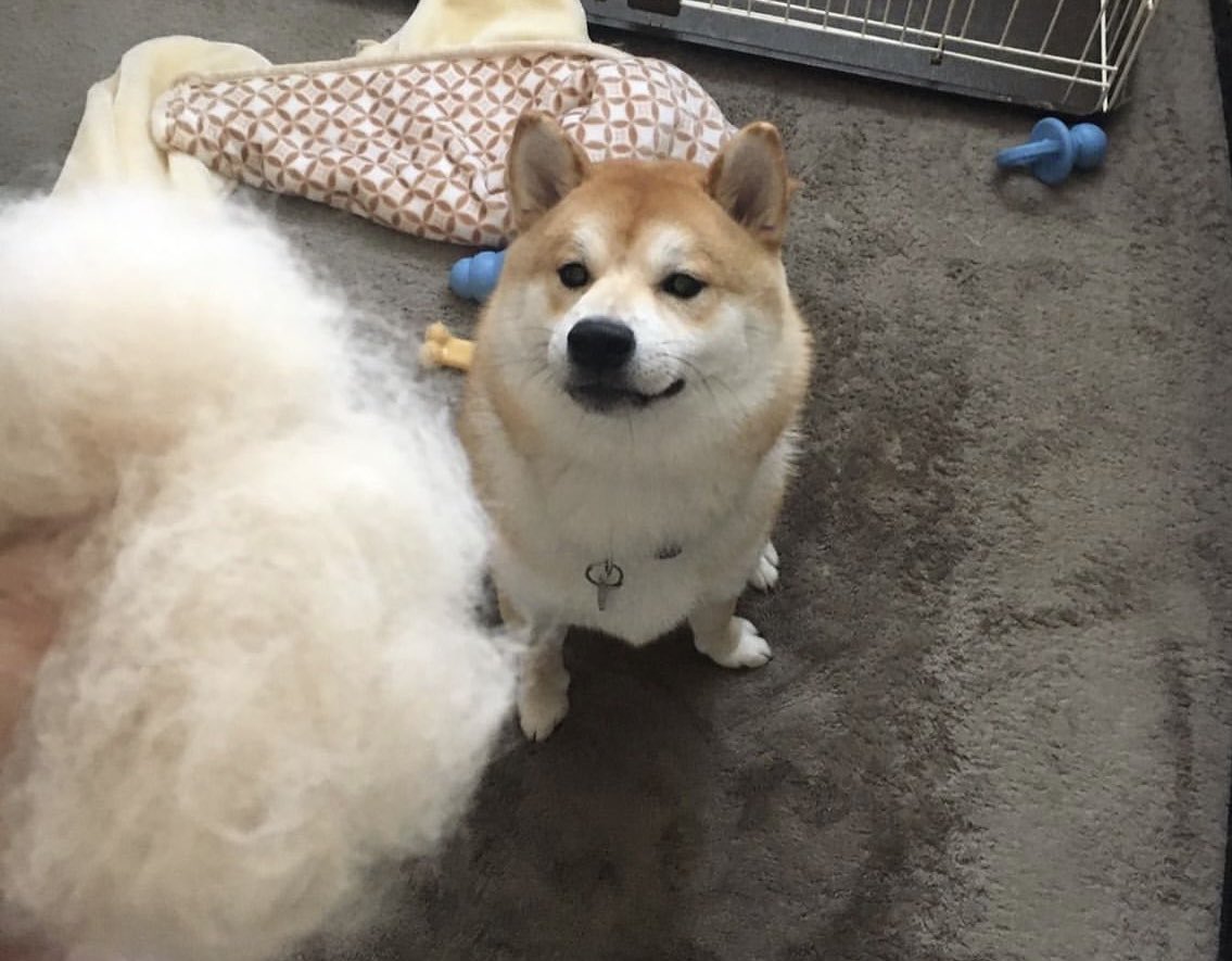そらえもん「そのワタアメ一つ下さいな🎵」
これアンタの毛やで
#柴犬 #換毛期