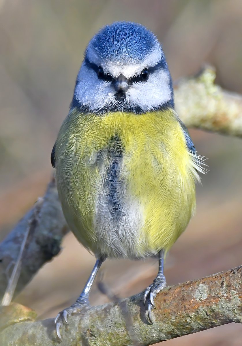 As it's Friday, I'm asking all my followers to please retweet this photo of Vigilant Vinny the Blue Tit, to help my little bird account to beat the algorithm and be seen.🙏😊 Thank you so much!🐦 #FridayRetweetPlease ♥️