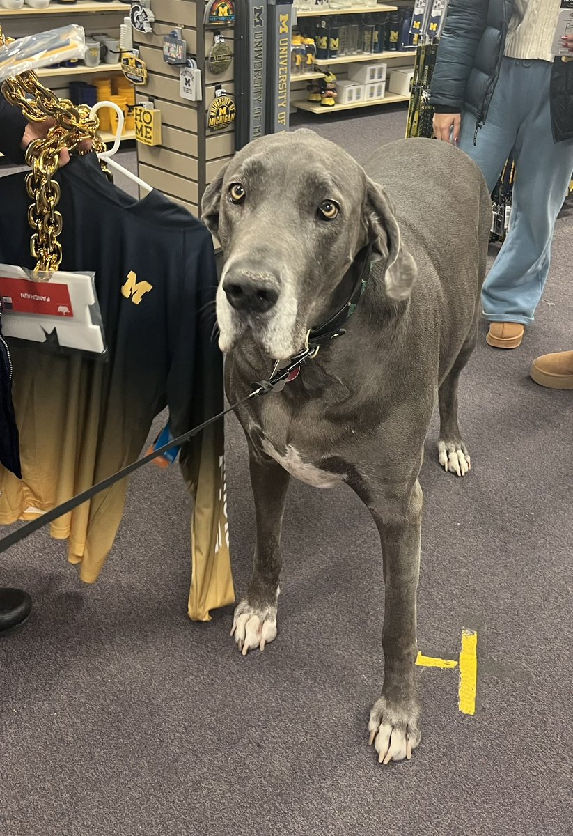 katlin_bruce's tweet photo. Had a visitor while shopping for recruitment goodies at the M Den today! Remy says #goblue https://t.co/LkQYPkDYNj