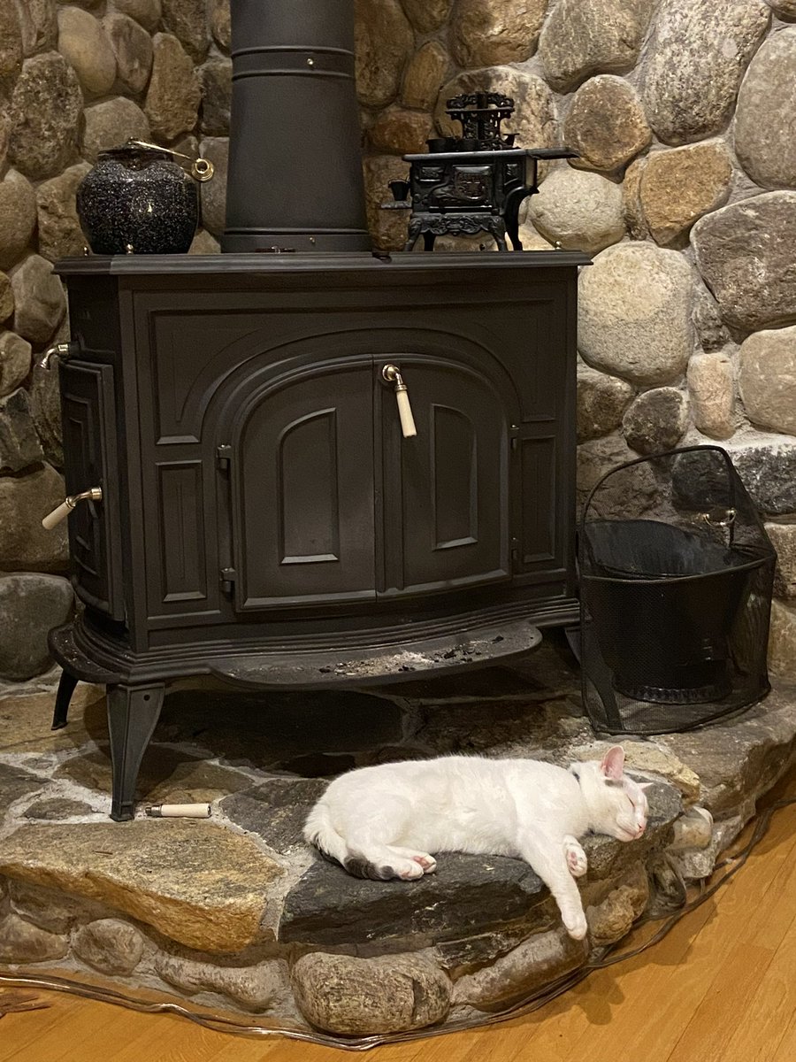 grace spelman tweet media