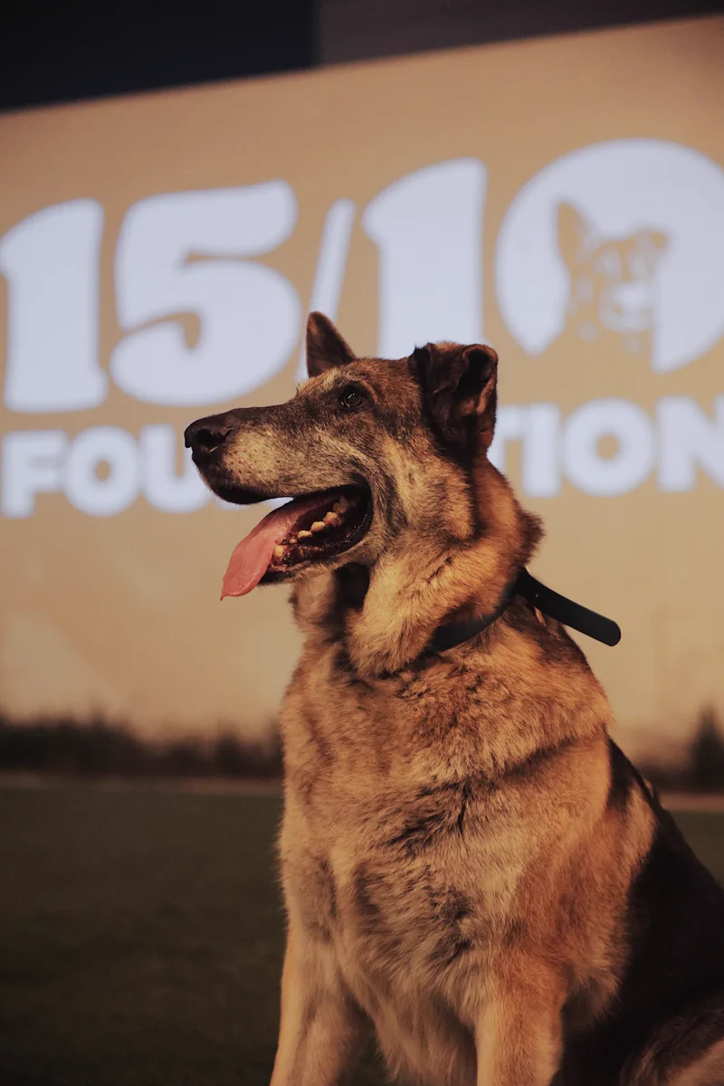 A side profile of Doug, the best german shepherd and CEO. He is smiling widely and wagging his large, pink tongue. The 15/10 Foundation's logo is projected on a wall in the background.
