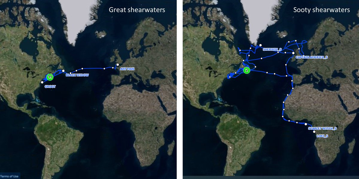 Our 2023 #trackseabirds season has come to an end. Here are final locations &amp; tracks for great and sooty shearwaters. Lots of new information on sootys to dig into and already looking forward to next season! #seabirds #birds #BirdsOfTwitter #scicomm #research #birding