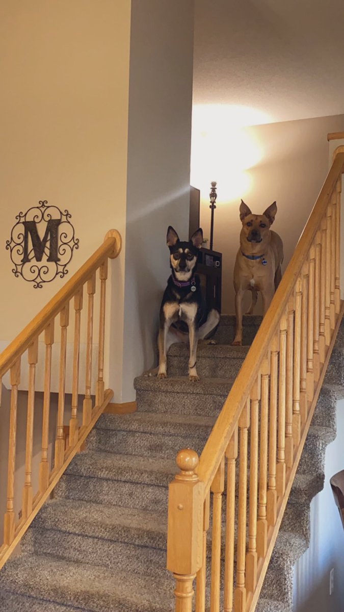 Update: Fifi has made a full recovery and is a happy girl. She also has a new brother named Pablo to play with. 

Thank you for all of the thoughts and prayers. #animals #dogs #furbaby #recovery