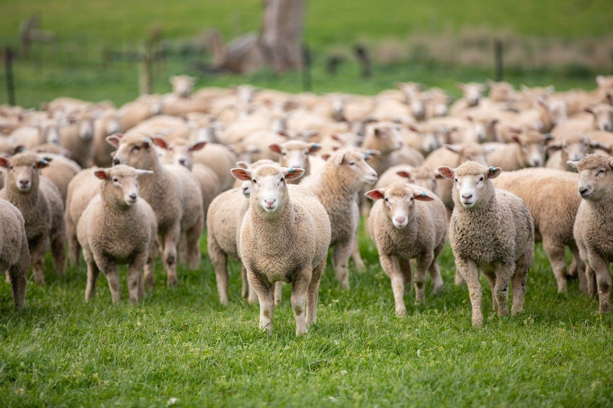 ramagerural's tweet photo. Lamb processors are feeling the heat to increase their offers for forward contracts. It's crunch time for them to step up and meet the demand. #lambprocessors #forwardcontracts https://t.co/NPXjM7qVln