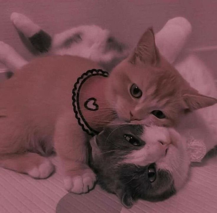 Cats Fantasy tweet media
