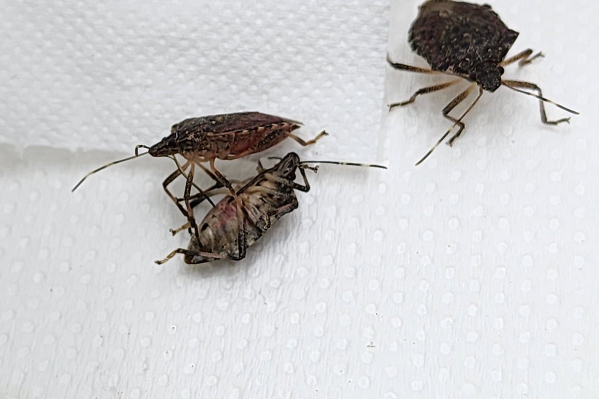 mstf_entomology's tweet image. Cannibalism in Halyomorpha halys (brown marmorated stink bug).
Although there are enough food (vegetables, fruit, nuts) for all in our rearing cages, it was weird to observe this behaviour. Prey showed slow movement responses after record.
#stinkbugs #cannibalism #invasivespecies