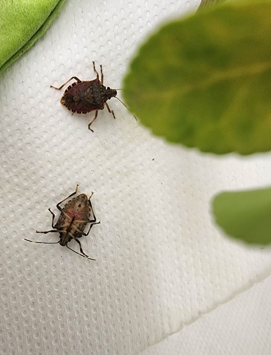 mstf_entomology's tweet image. Cannibalism in Halyomorpha halys (brown marmorated stink bug).
Although there are enough food (vegetables, fruit, nuts) for all in our rearing cages, it was weird to observe this behaviour. Prey showed slow movement responses after record.
#stinkbugs #cannibalism #invasivespecies
