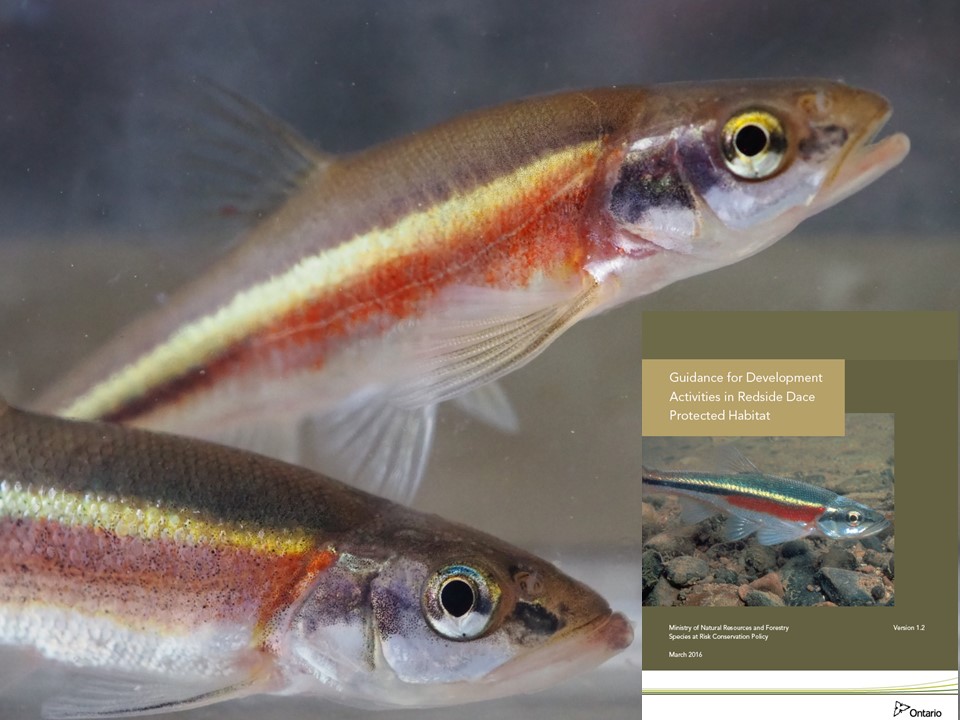 Ontario Streams tweet media